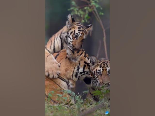 Video thumbnail for Tigers