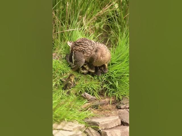 Video thumbnail for #beautiful Ducklings#babies.!!!!