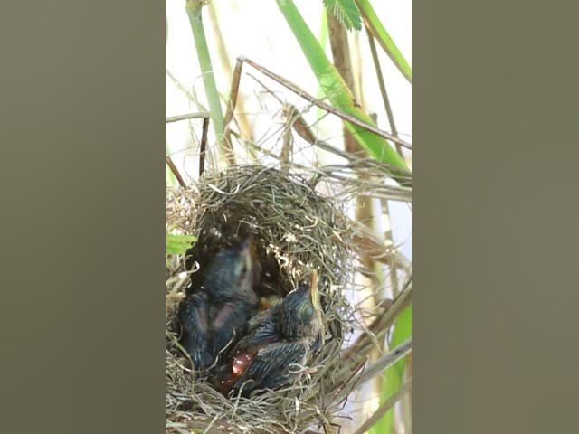 'Video thumbnail for Babies of Grown Bird'