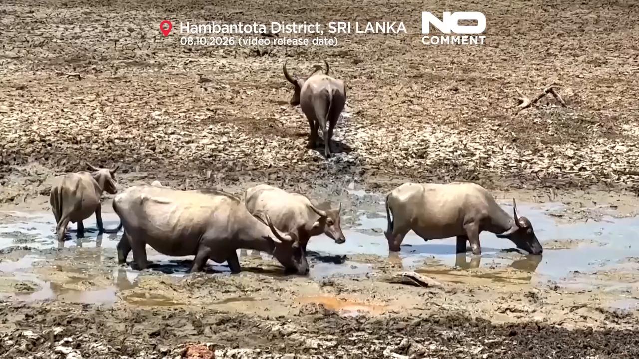 Video thumbnail for Dry wells and shrinking water holes as drought grips Sri Lanka