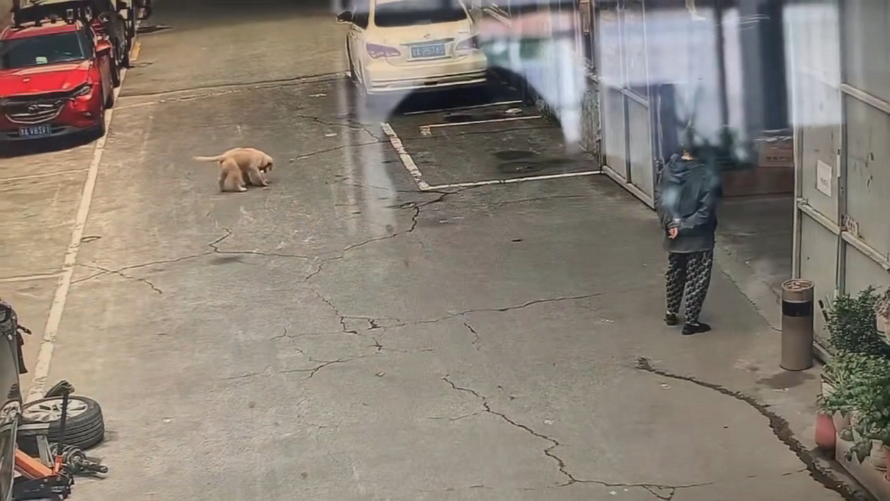 Video thumbnail for Puppy Crashes into Gate While Carrying Container