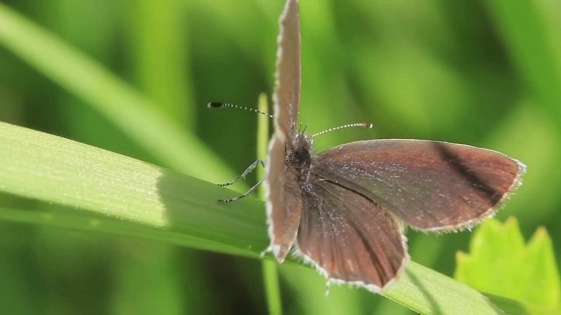 'Video thumbnail for Unique Butterfly Garden Ideas'