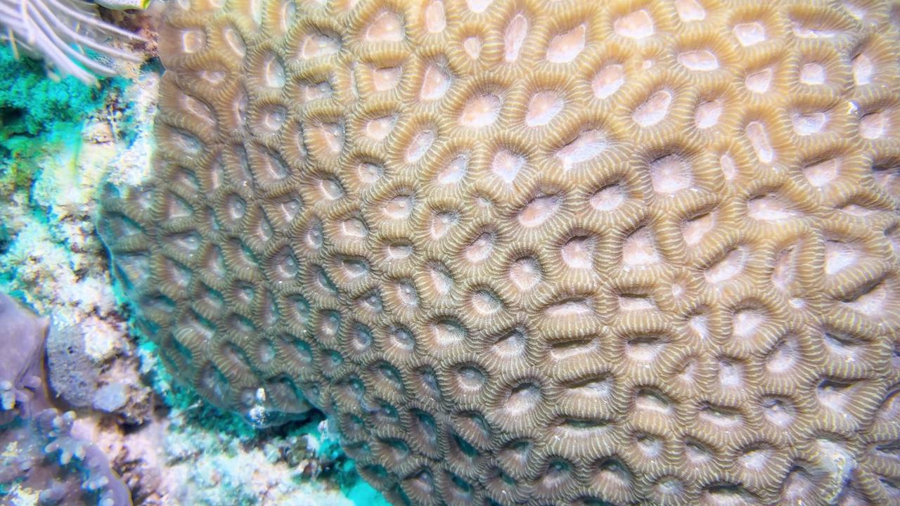 Video thumbnail for Malaysia: Rare marine life draws divers to Malaysia's Si Amil Island.
