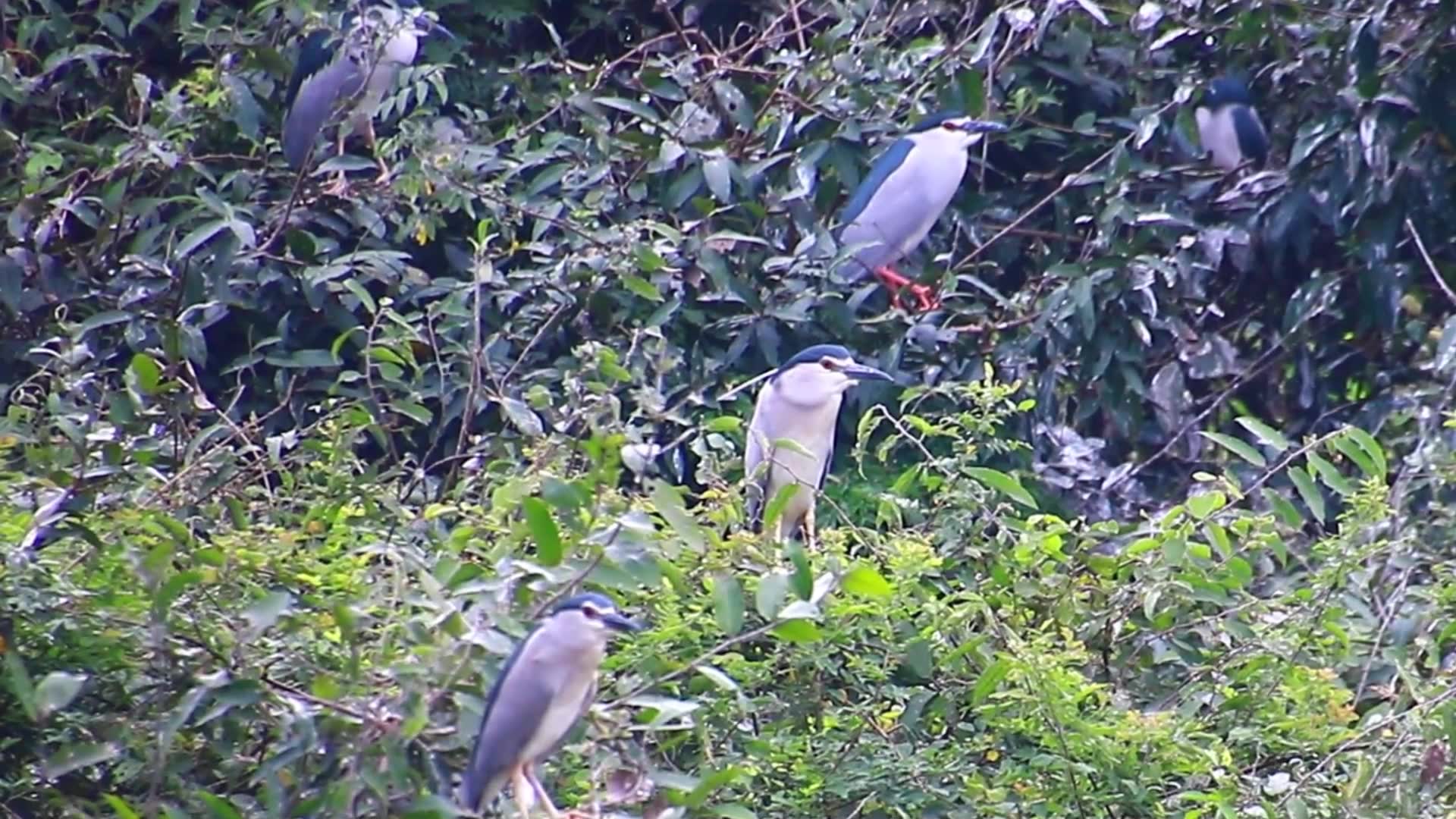 'Video thumbnail for Unkhnow wild bird'