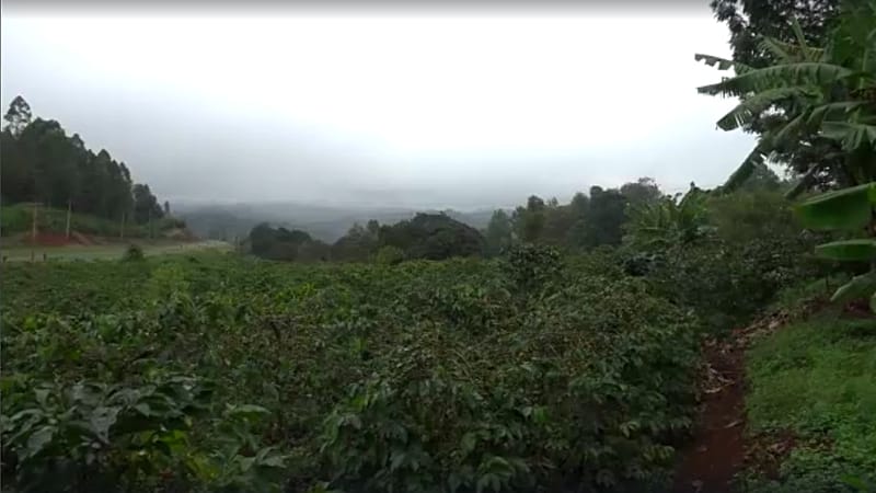 Video thumbnail for Unreliable weather creating mental health issues for Kenyan farmers