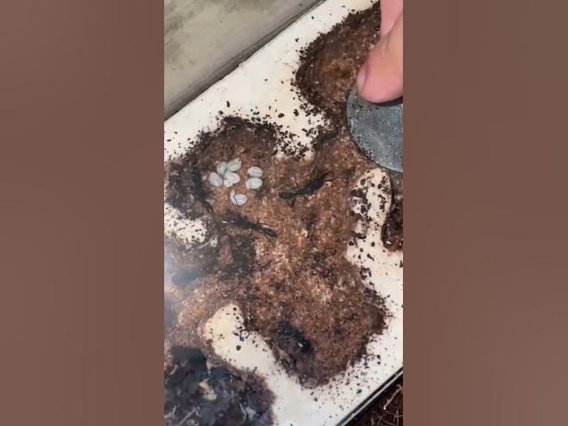 Video thumbnail for ¡Actualización de las Harpegnathos Venator en 1 minuto! #viral #venator #harpegnathos #shorts