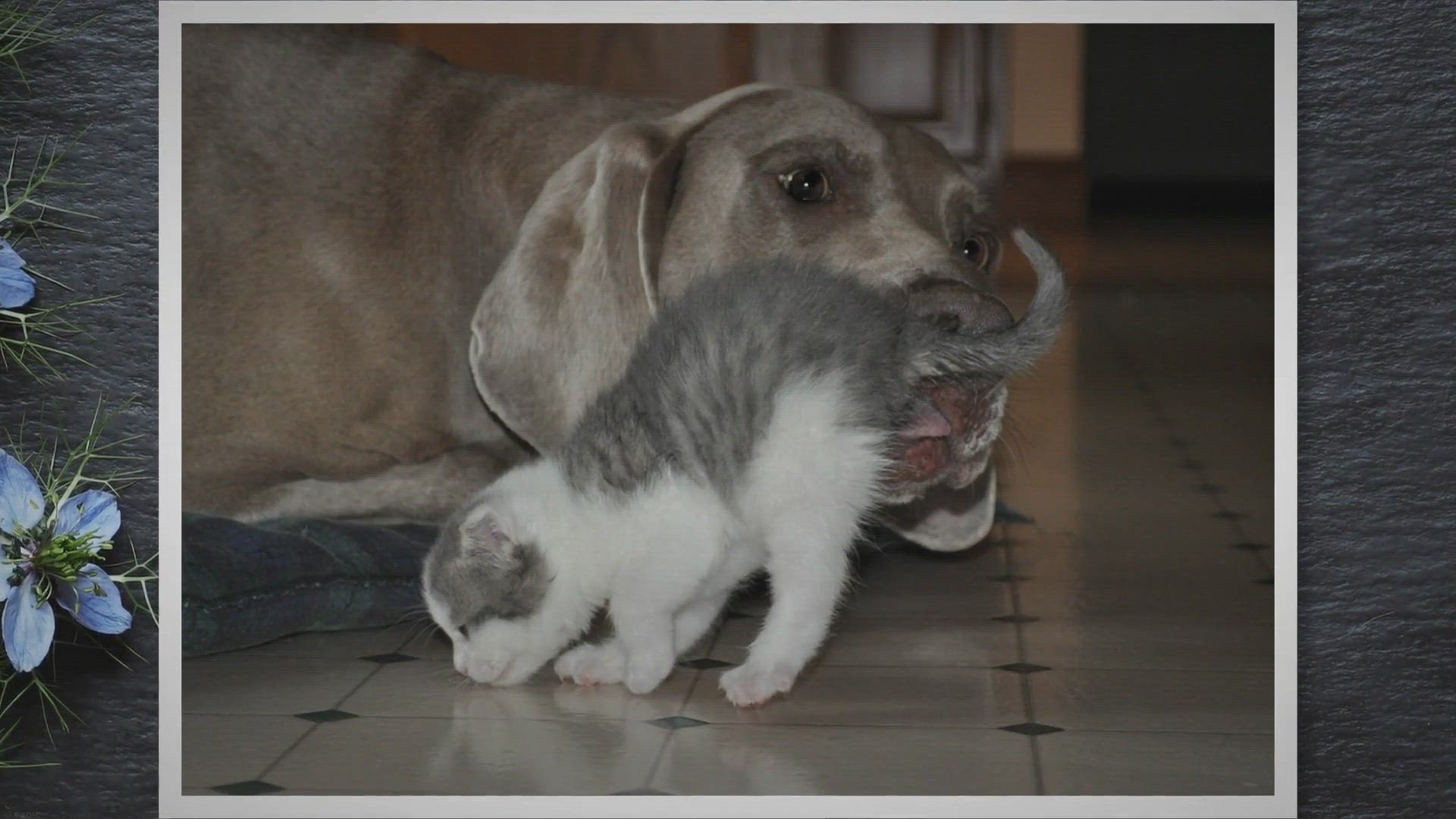 'Video thumbnail for Why Cats Abandon Newborn Kittens?'
