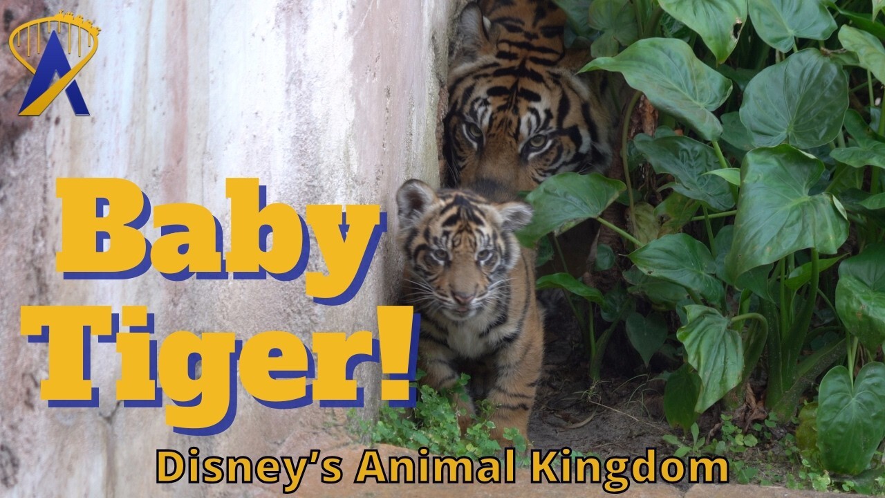 Video thumbnail for Baby Tiger Bakso's First Steps Into the Habitat at Disney's Animal Kingdom