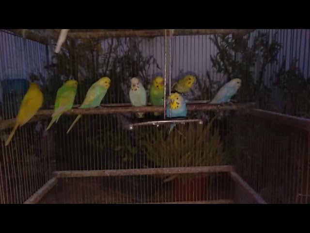 Video thumbnail for A Budgie Moment That Feels Like Meditation ๐ง๐๏ธ