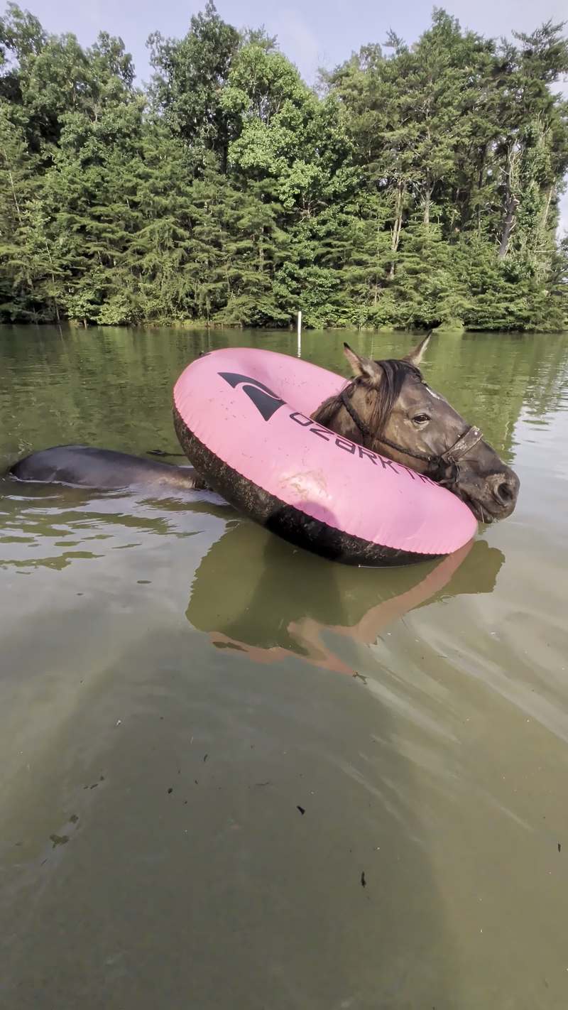 Video thumbnail for Mustang Horse Chilling in a Pink Inner Tube on the Pond