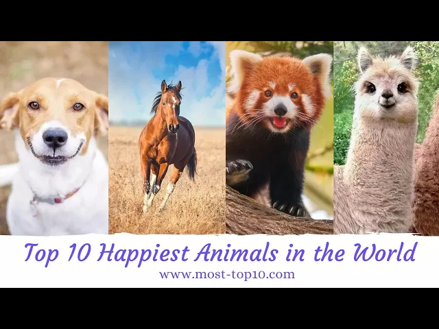 Video thumbnail for Meet the Top 10 Happiest Animals That Will Leave You Smiling