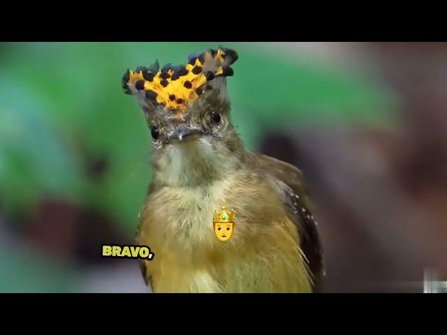 Video thumbnail for Top 4 Amazon's Wildest Creatures!