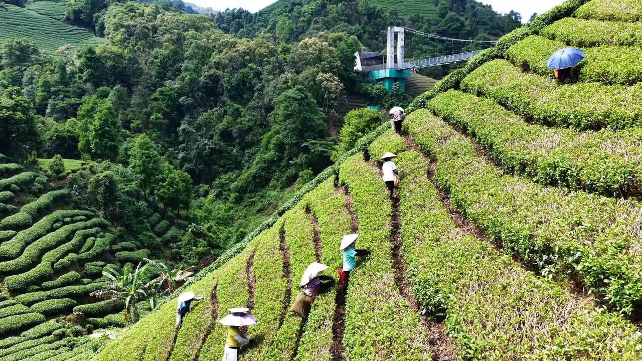 Video thumbnail for China: Ecological Tea Plantation.