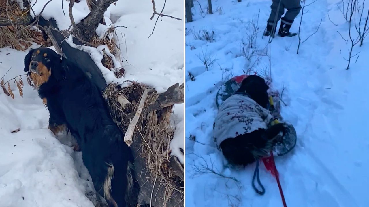 Video thumbnail for Hero Dog Leads Family To Rescue Frozen Dog Stranded In Creek