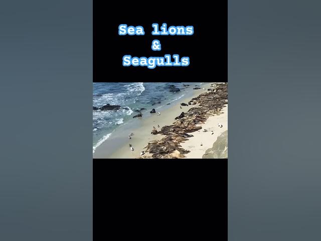Video thumbnail for The Hilarious Seafood Feud: Sea Lions vs. Seagulls