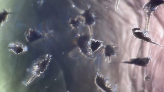 Video thumbnail for A closer look: trillions of tiny organisms shape ocean currents