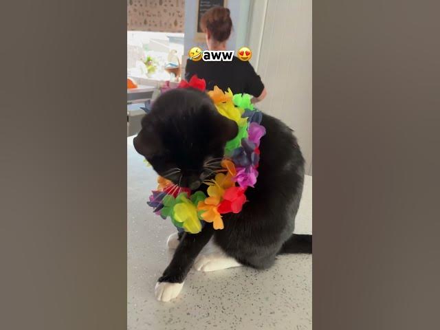 Video thumbnail for Aww cute 🥰 #cat#subscribe #catlovers #fyp