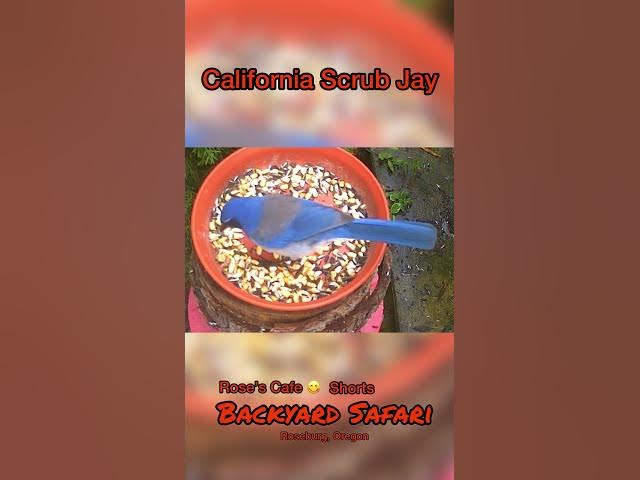 Video thumbnail for Backyard Safari - Shorts #birdwatching