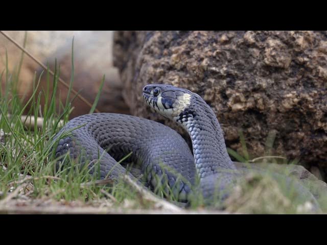 Video thumbnail for Do Snakes Drink Water Snake? (Hydration Explained)