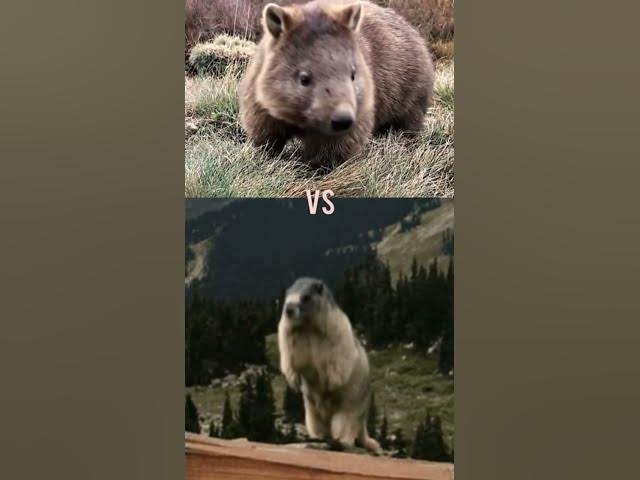 Video thumbnail for Marmot vs Wombat | @patrickbell7035