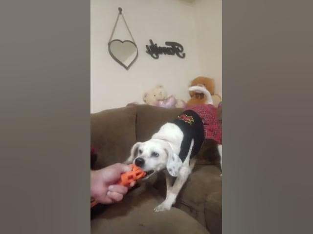 Video thumbnail for baby duck