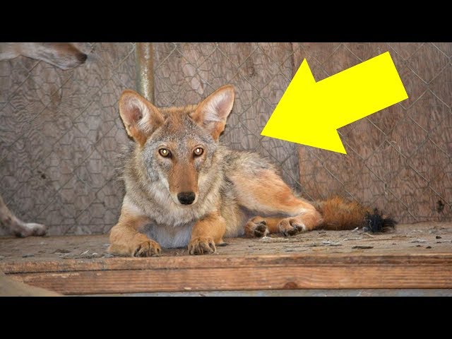 Video thumbnail for Woman Rescues Homeless DOG But It Turns Out It Isn’t a DOG After All