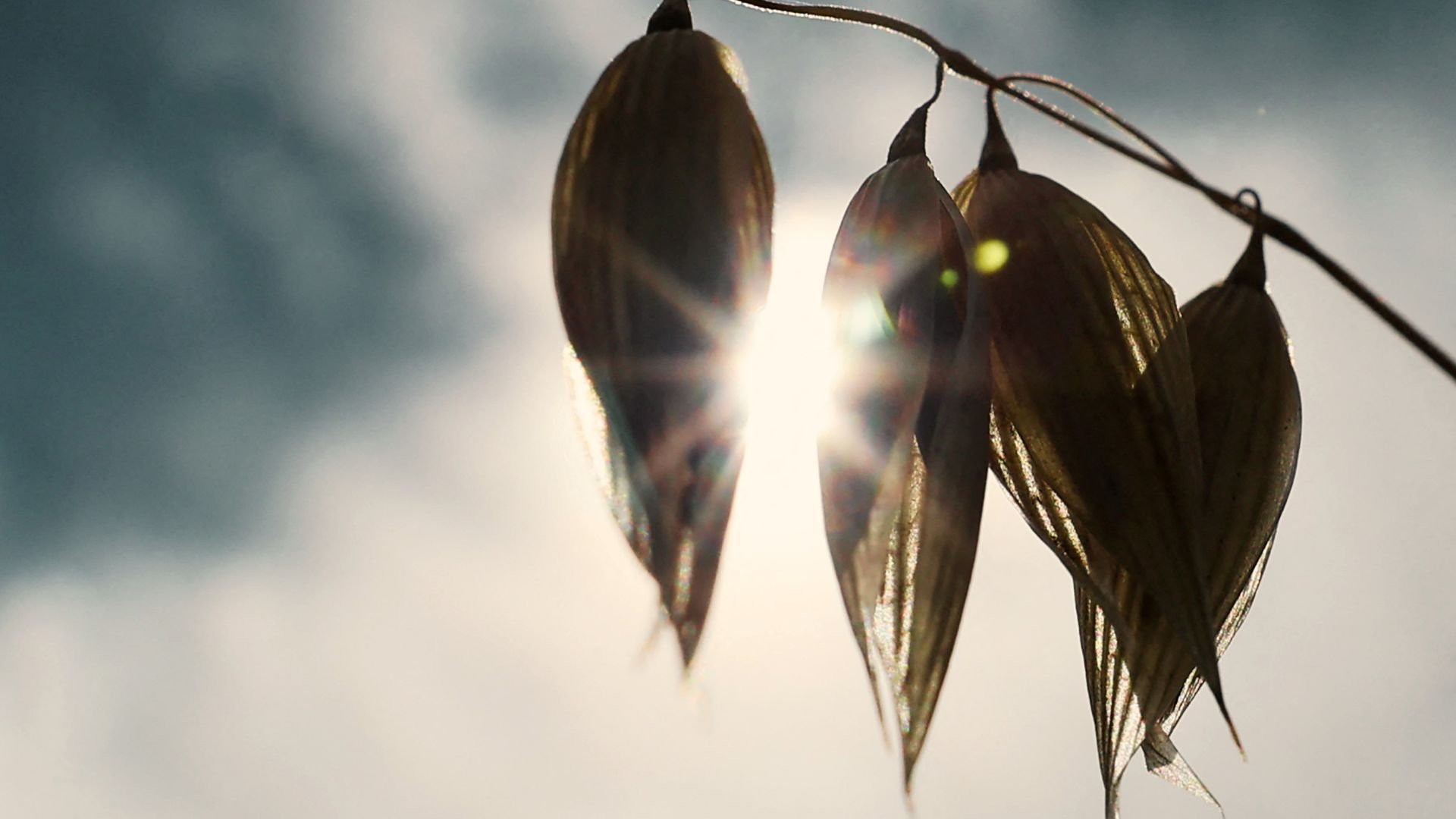Video thumbnail for Driest July on Record: English Farmers Count the Cost
