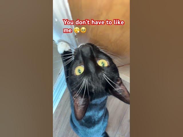 Video thumbnail for You don’t have to like me 🥹#catlovers #cat#fyp#subscribe #cute#goviral