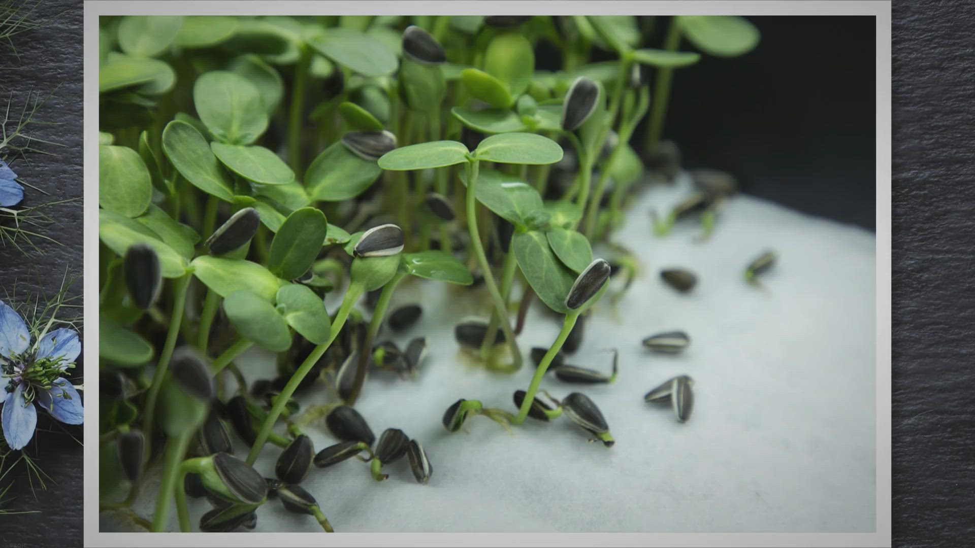 Video thumbnail for Can Guinea Pigs Eat Microgreens? Exploring the Benefits and Considerations