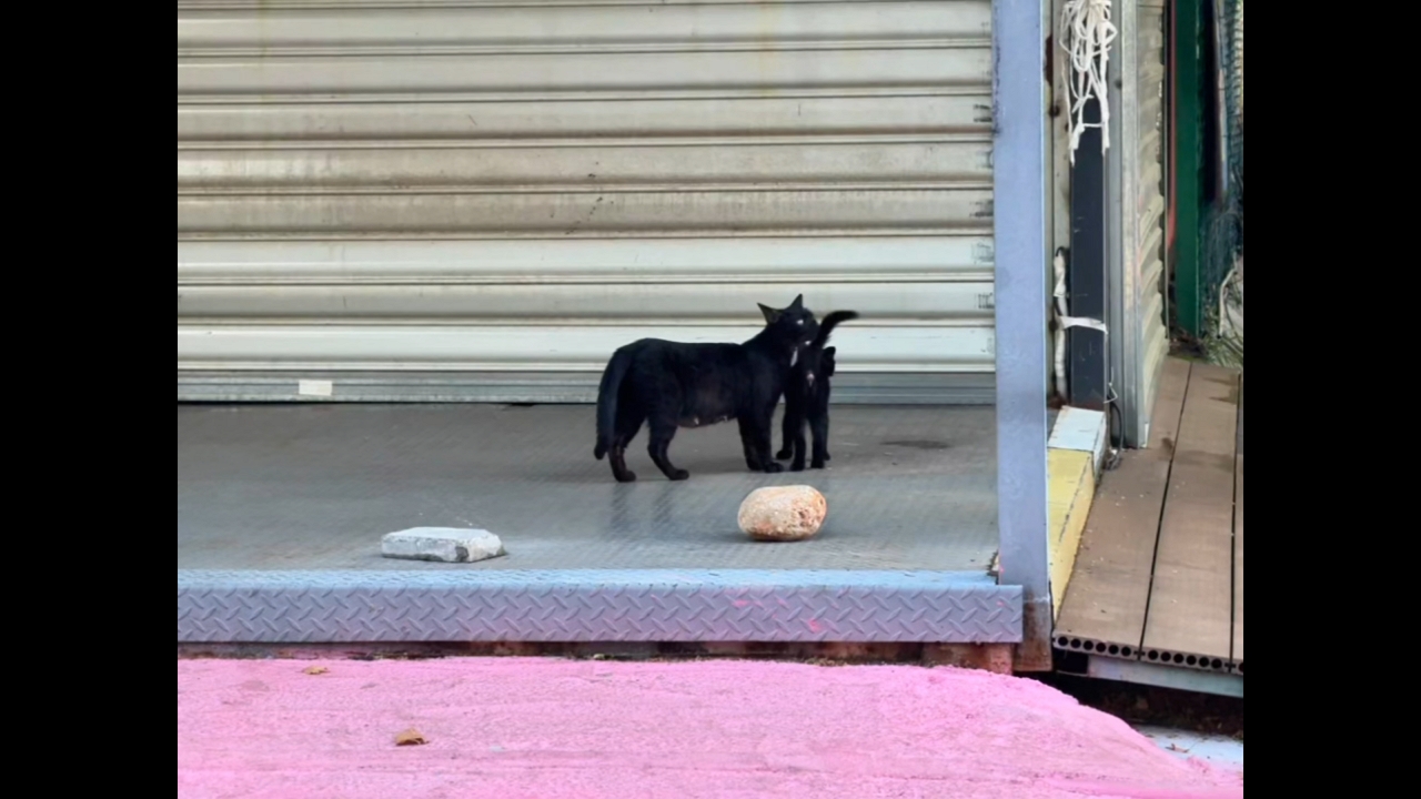 Video thumbnail for Kitten slips playfully between a cat’s legs in Sichuan