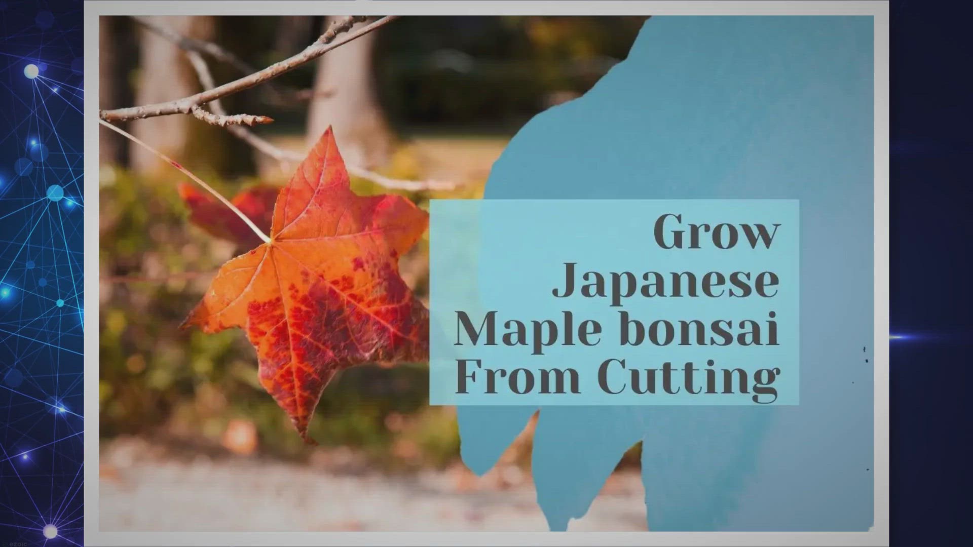 Video thumbnail for How to Grow Japanese Maple bonsai From cutting