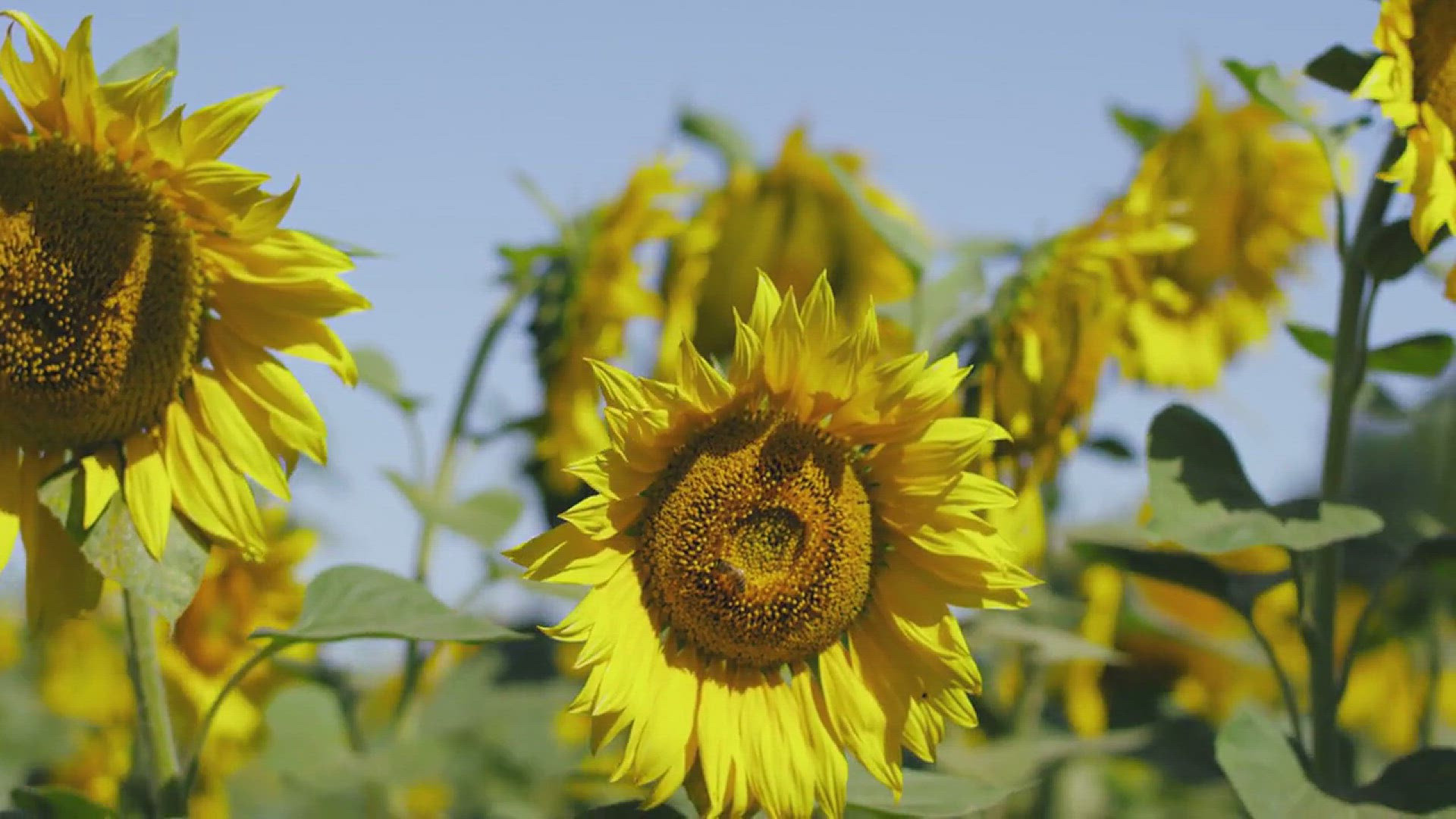 'Video thumbnail for A List of the Best Yellow Flowers for Your Garden'