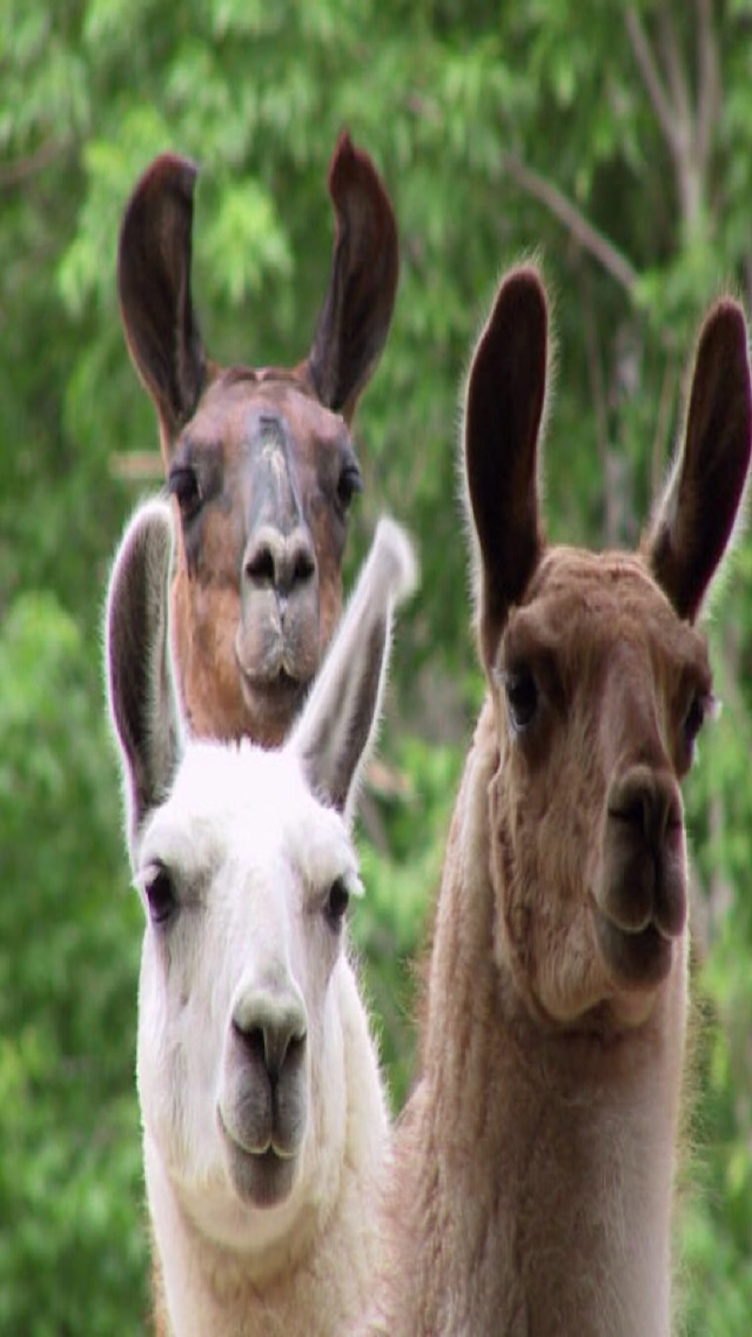 Video thumbnail for Various song reel