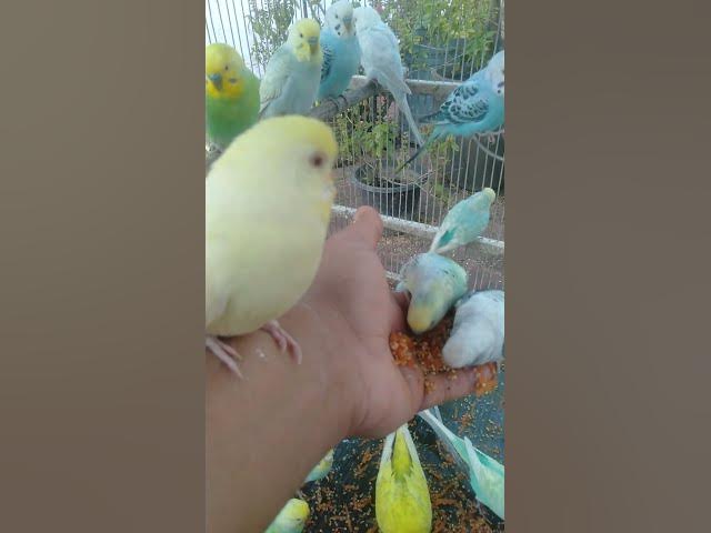 Video thumbnail for Budgie Singing Softly to You ๐ฉต๐ต