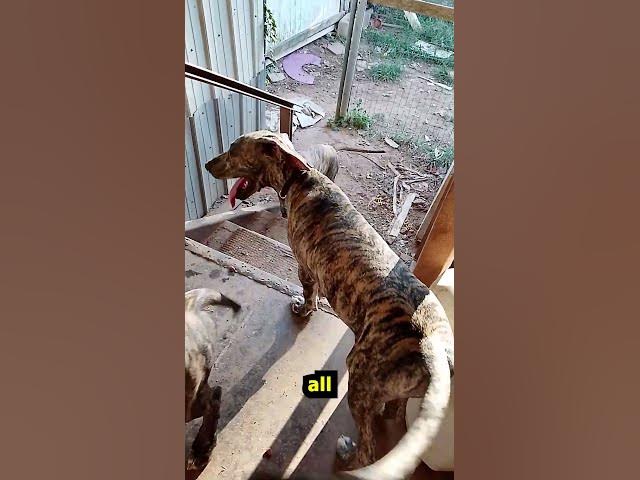 Video thumbnail for 17 Wk Old Great Dane Puppies 2 #Shorts