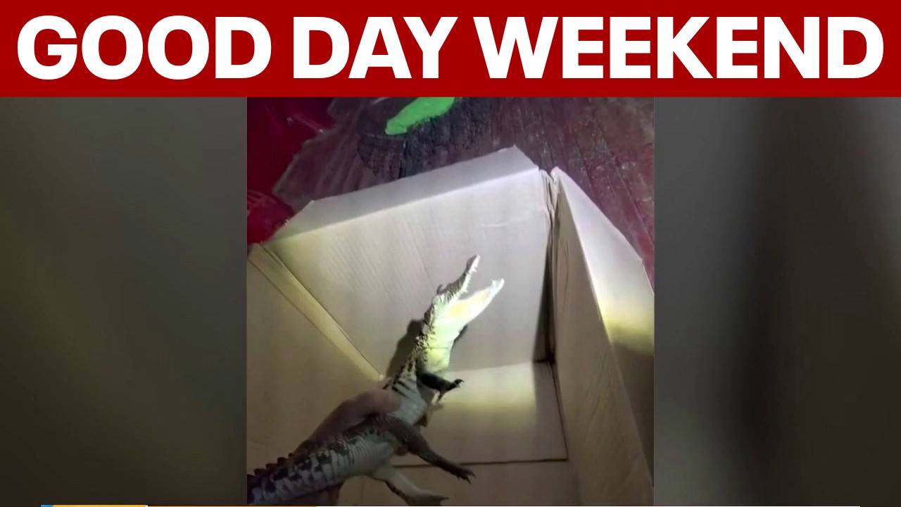 Video thumbnail for Exotic pets abandoned; celebrating indigenous culture | Good Day Weekend