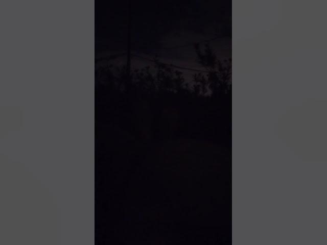 Video thumbnail for Feral Cats fighting at night! #feralcats #feral #catfights #cats