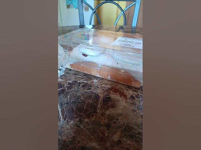 Video thumbnail for November 26, 2025