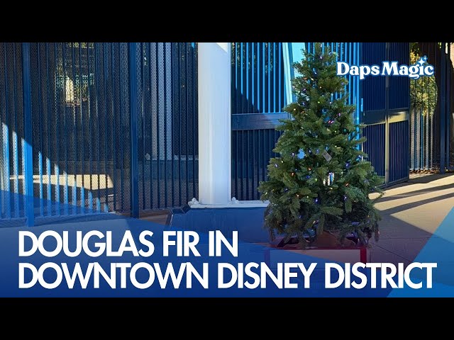 Video thumbnail for Douglas Fir in Downtown Disney District | Holidays at the Disneyland Resort 2025