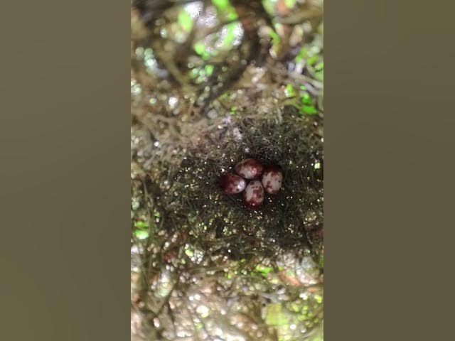 'Video thumbnail for Top Bay Bird Wait Feed EP#012 #birdslover #birdwatch #wildlife #birdwatching #nature #birds'