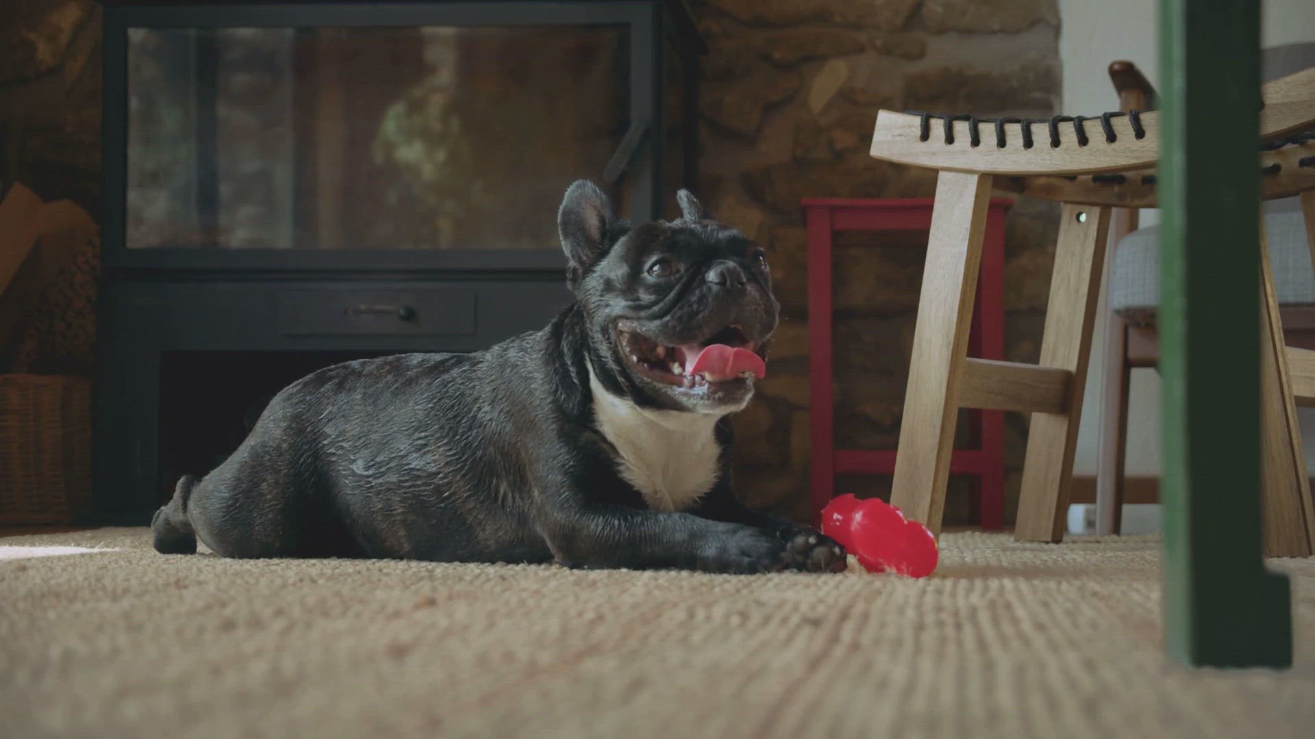 Video thumbnail for When Do French Bulldogs Stop Growing?