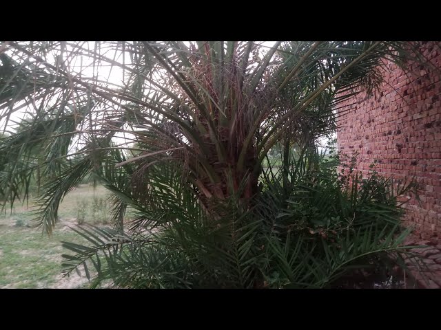 Video thumbnail for Village Lifestyle vlog | Rural life