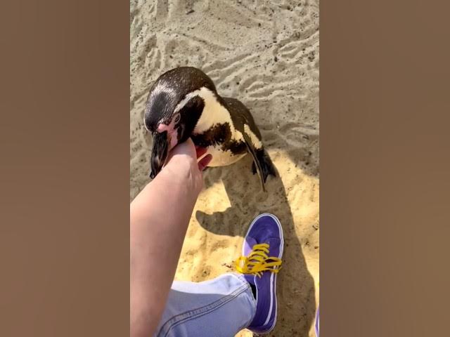 Video thumbnail for What Happens If You Touch A Penguin? 🐧