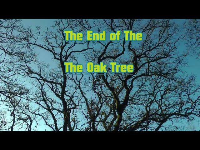 Video thumbnail for OAK TREE