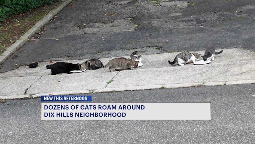 Video thumbnail for 'We just want to get them help': Dozens of cats roam Dix Hills neighborhood following homeowner eviction