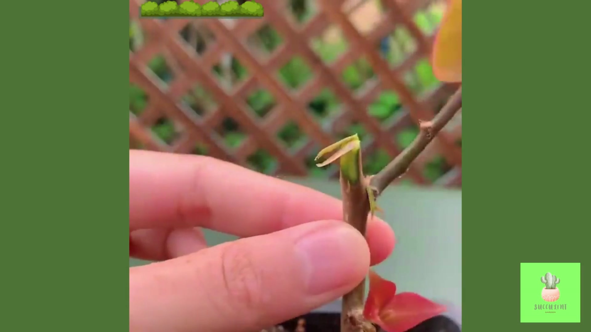 Video thumbnail for Useful Tips for Your Succulents - Part 4