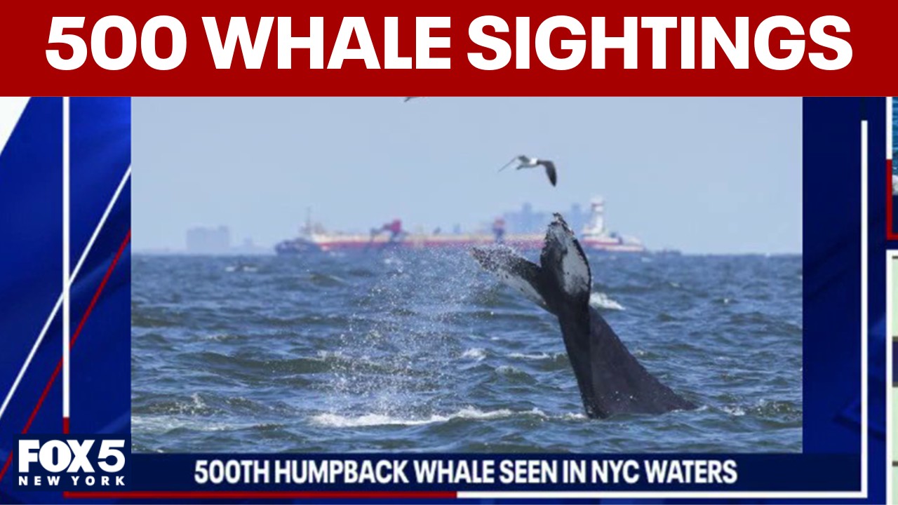 Video thumbnail for 500th humpback whale seen in NYC waters