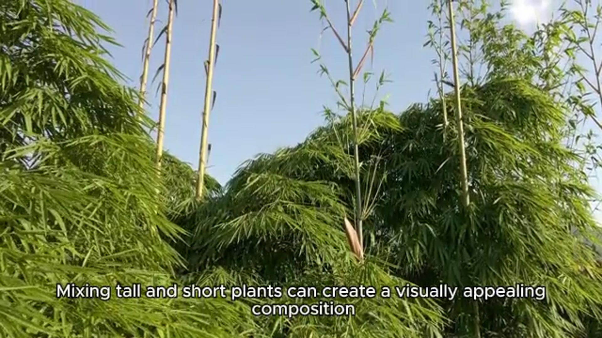 Video thumbnail for Indoor plant arrangements