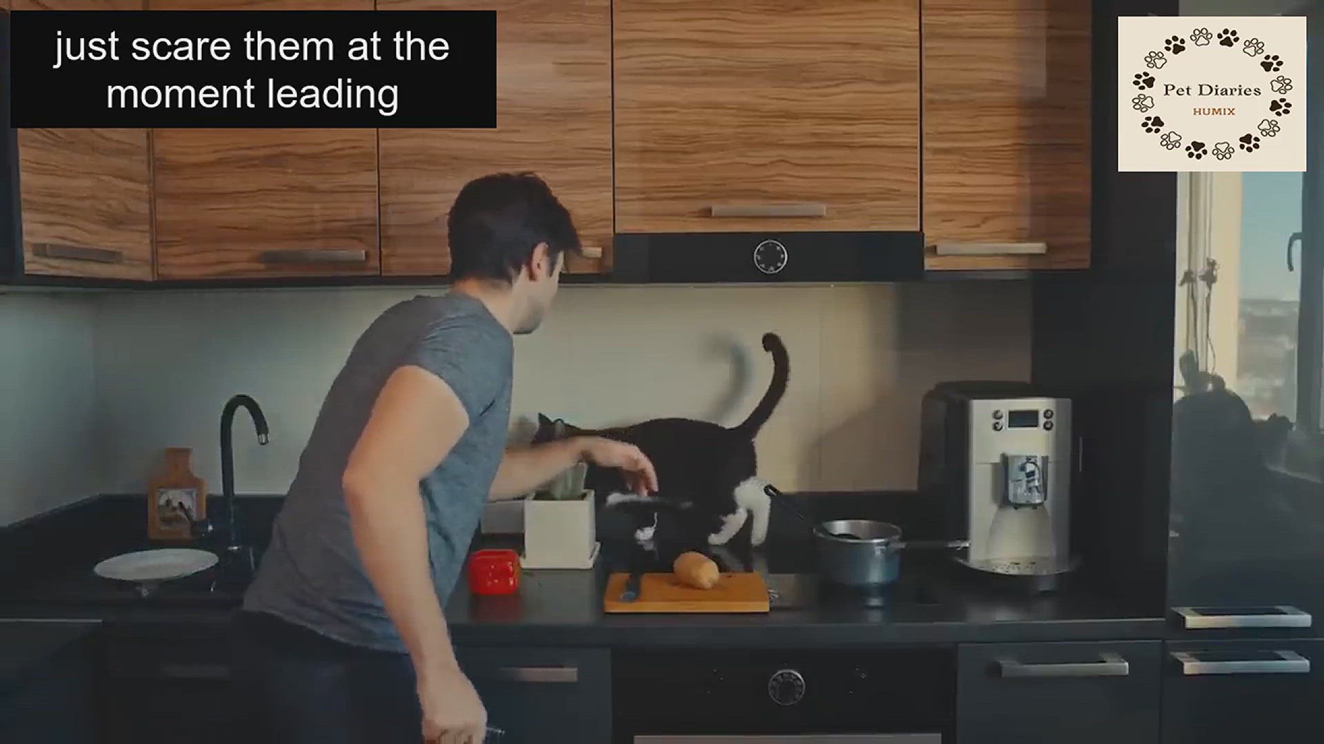 'Video thumbnail for Cats Hold Grudges 11 Unforgivable Offenses'