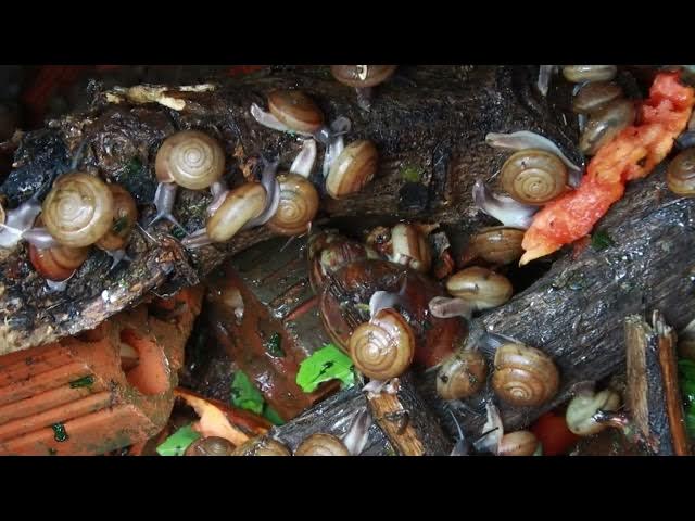 Video thumbnail for 🐌 Snails, 🐌 snial alot eating papaya fruits now 🦈 | 𝑴𝒆𝒕𝒉𝒐𝒅𝒔 #𝟗𝟔9058